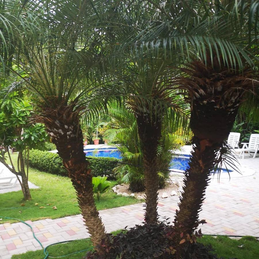 Hotel Belvedere Playa Samara Costa Rica Extérieur photo